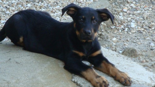 Beauceron